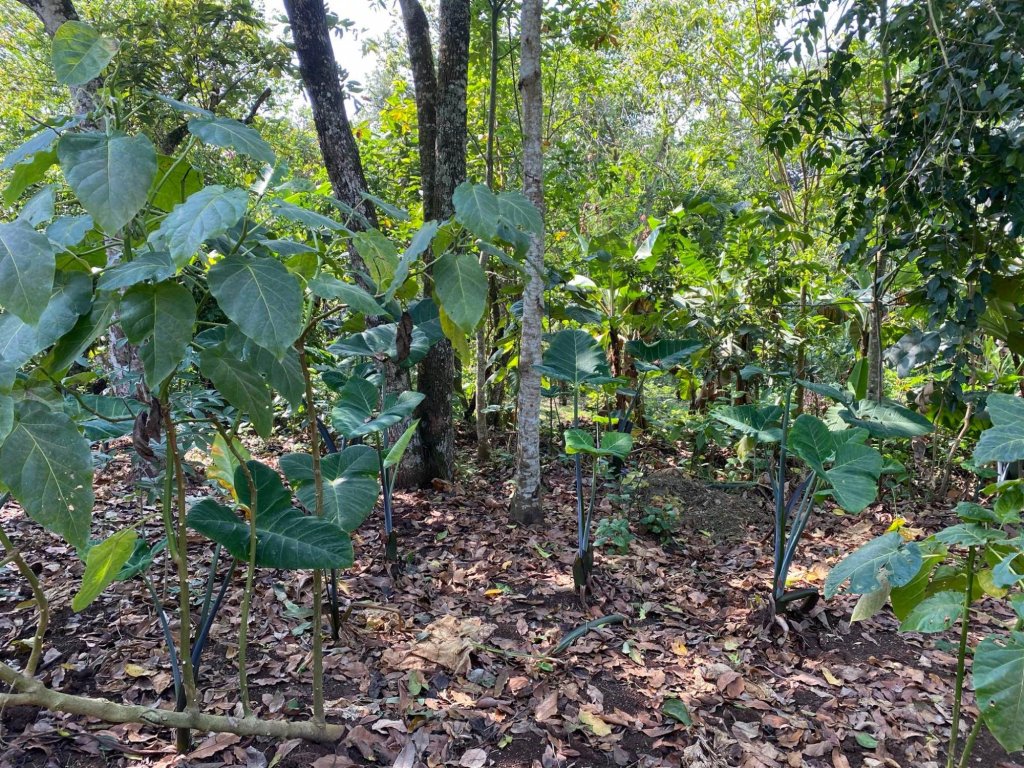 Regenerative Agroforestry: Lessons from Western Uganda